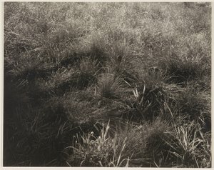 Ruohot tekijältä Alfred Stieglitz