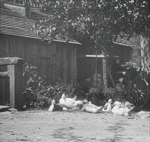 Gutach, 1894. tekijältä Alfred Stieglitz