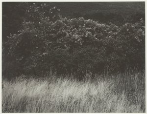 Hedge ja ruoho - Lake George tekijältä Alfred Stieglitz