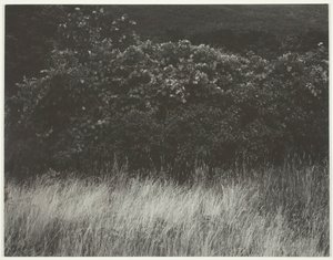 Hedge ja ruoho - Lake George, 1933. tekijältä Alfred Stieglitz