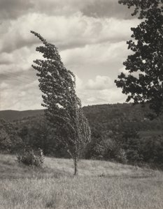 Poplar – Lake George tekijältä Alfred Stieglitz