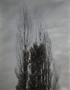 Poppelit – Lake George tekijältä Alfred Stieglitz