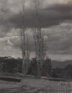 Poppelit – Lake George tekijältä Alfred Stieglitz