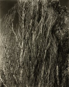 Poppelit – George-järvi tekijältä Alfred Stieglitz