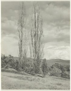 Poppelit – George-järvi tekijältä Alfred Stieglitz