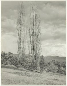 Poppelit – Lake George, 1935. tekijältä Alfred Stieglitz