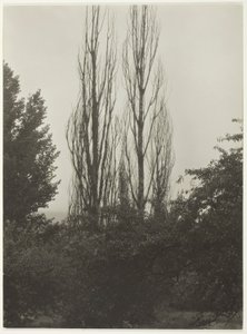Poppelit - Lake George tekijältä Alfred Stieglitz