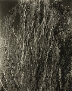 Poppelit - Lake George tekijältä Alfred Stieglitz