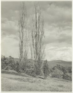 Poplars Lake George tekijältä Alfred Stieglitz
