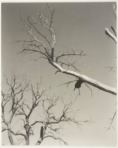 Kuoleva kastanjapuu-opettajani tekijältä Alfred Stieglitz