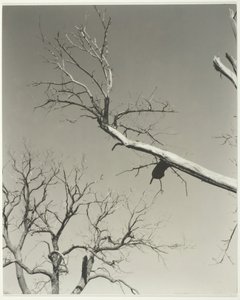 Kuoleva kastanjapuu – Opettajani, 1927. tekijältä Alfred Stieglitz