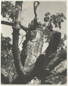 Vanha vaahtera - Lake George, 1926. tekijältä Alfred Stieglitz