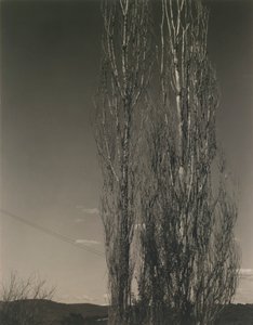The Two Poplars, Lake George tekijältä Alfred Stieglitz