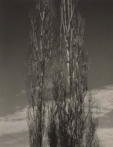 Kaksi poppelia, Lake George tekijältä Alfred Stieglitz