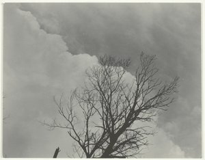 Puusarja 3 tekijältä Alfred Stieglitz