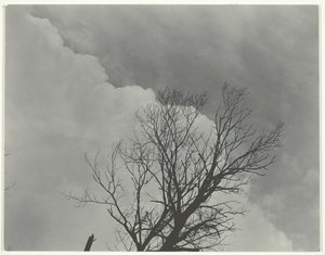 Puusarja 3, c. 1924. tekijältä Alfred Stieglitz