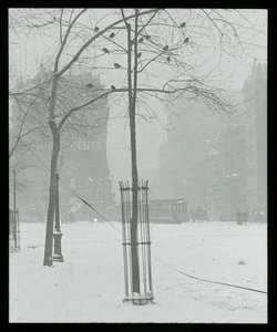 Puu lumessa, New York City tekijältä Alfred Stieglitz