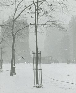 Tree in Snow, New York City, 190002. tekijältä Alfred Stieglitz