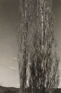 Kaksi poppelia, Lake George (recto) tekijältä Alfred Stieglitz