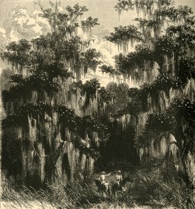 "Magnolia Swamp", 1872.