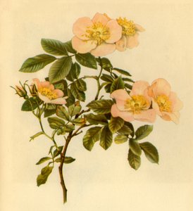 "Dog Rose", 1890-1908, 1944.