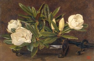 Magnolias, 1867-1920