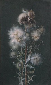 Thistledown (akvarelli paperille) tekijältä Alice Gray