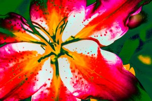 California Lily, 2016 (käsin maalattu valokuva)
