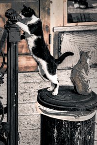 Curiosity, 2017 (valokuva)
