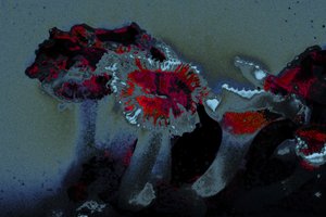 Sea Anemone, 2018 (käsin maalattu valokuva)