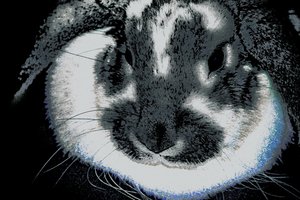 Jäniksen vuosi, 2022 (uudelleenmaalattu valokuva)