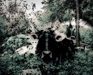 The Lodge Near Periyar, 2020 (maalattu valokuva)
