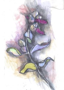 Värikäs kasvitieteellinen luonnos