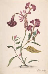 Tutkimus Hanekam Celosia argenteasta, n.d. tekijältä Alida Withoos