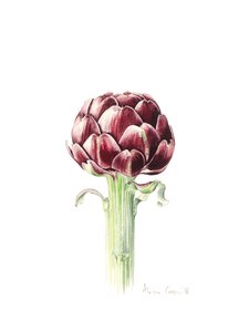 Artisokka roomalaisilta markkinoilta, 2016, vesiväri tekijältä Alison Cooper