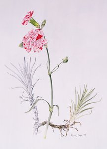 Old Variety of Dianthus, 1997 (wc paperilla) tekijältä Alison Cooper