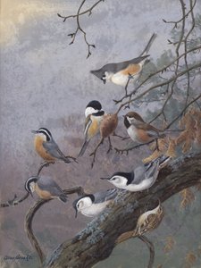 Allan Brooksin lintujen ruokaseos