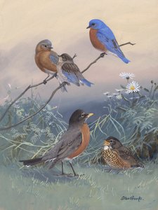 Bluebird, Robin, kirjoittanut Allan Brooks