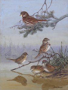 Sparrow, Allan Brooks