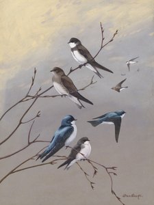 Swallow, Allan Brooks