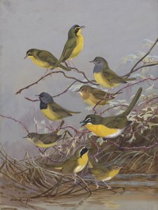 Warblers 003, Allan Brooks