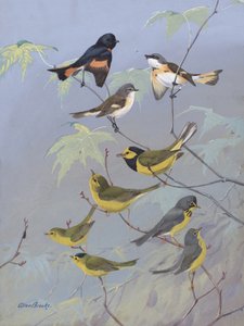 Warblers, Allan Brooks