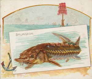 Sturgeon, American Watersin kalasta N39 Allen & Ginter -savukkeille, 1889.