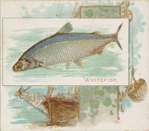 Siika, Fish from American Waters -sarja N39 Allen & Ginter -savukkeille, 1889.