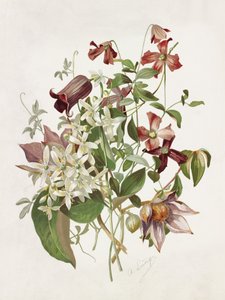 Clematis tekijältä Alois Lunzer