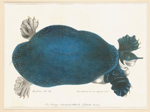 Amerikkalainen Softshell Turtle tai Trionyx, aiemmin nimeltään Blue Turtle