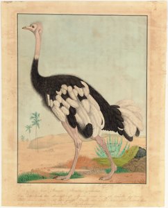 Strutsi, profiilissa, aavikkomaisemassa