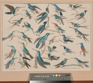 Hummingbirds