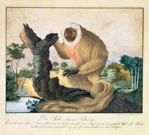 Saki-apina, 1835