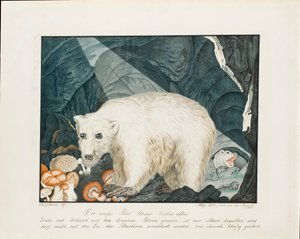 Valkoinen karhu, 1844